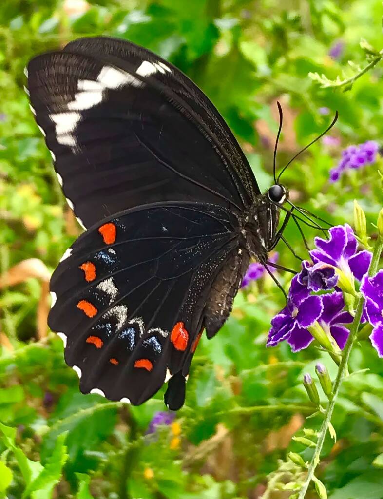 Male Orchard Swallowtail (Papilio aegeus), Roma QLD © Dianne Bickers
