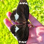 Male Orchard Swallowtail (Papilio aegeus), Roma QLD © Dianne Bickers