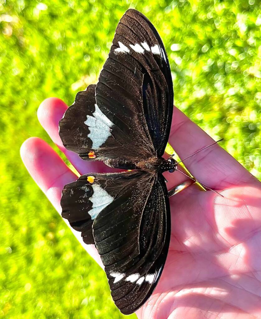 Male Orchard Swallowtail (Papilio aegeus), Roma QLD © Dianne Bickers