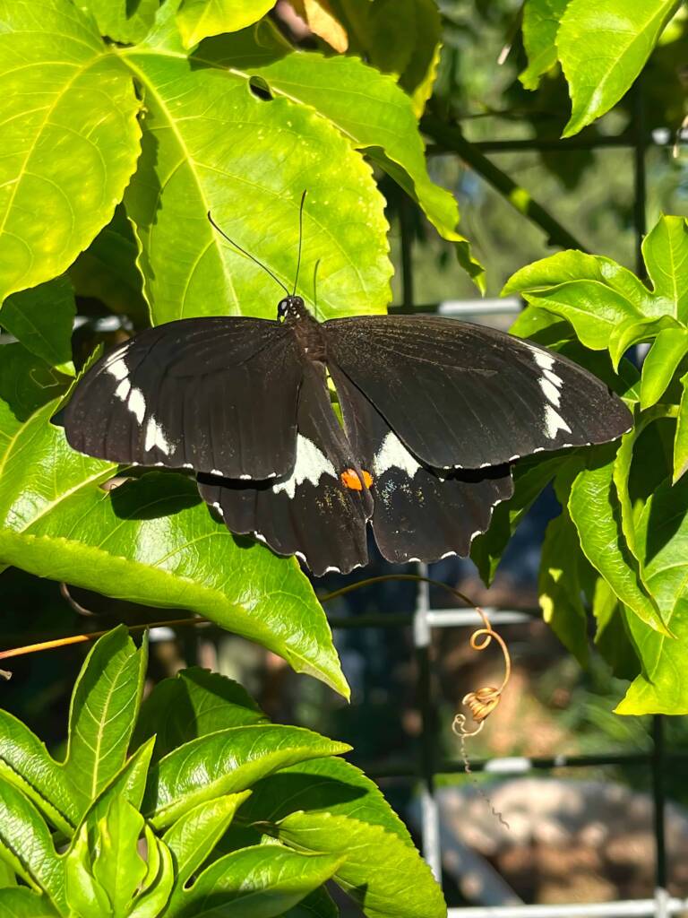Male Orchard Swallowtail (Papilio aegeus), Roma QLD © Dianne Bickers