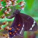 Male Orchard Swallowtail (Papilio aegeus), Roma QLD © Dianne Bickers