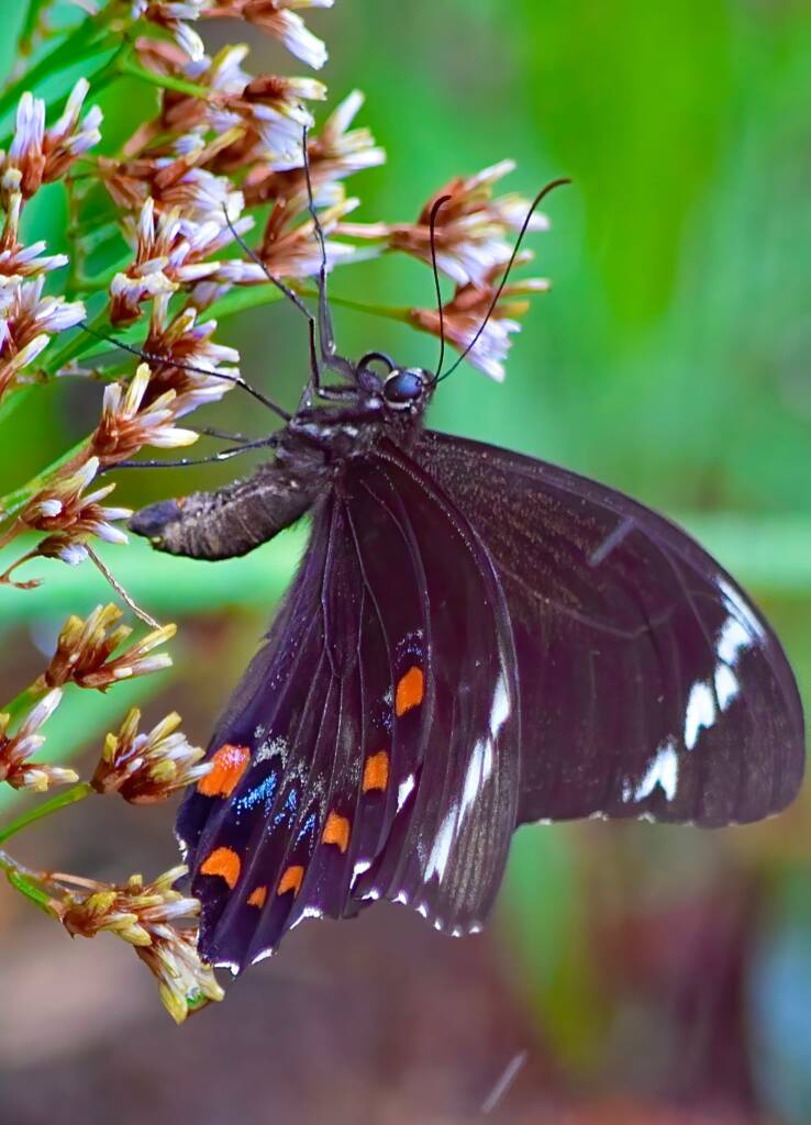 Male Orchard Swallowtail (Papilio aegeus), Roma QLD © Dianne Bickers