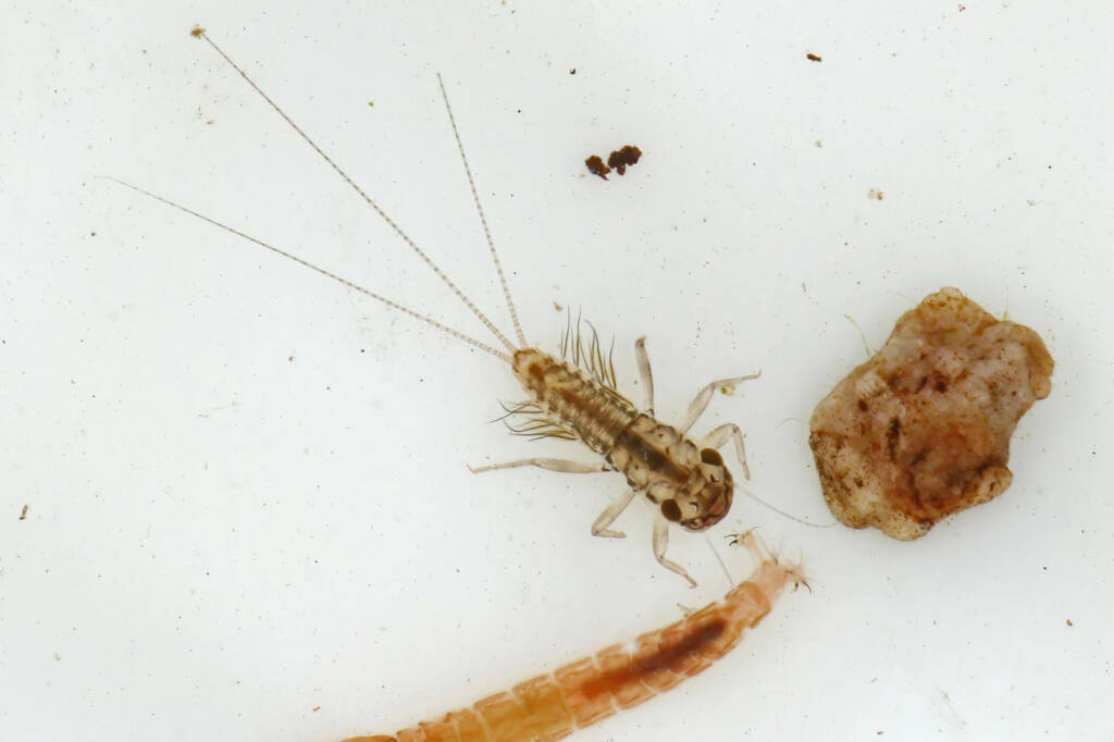 Mayfly nymph and fly larva, Life in the Gnammas, Girraween QLD