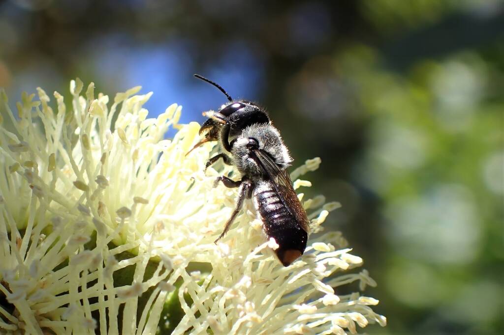 Megachile canifrons on a "Coastal Moort" Eucalyptus platypus © Gary Taylor