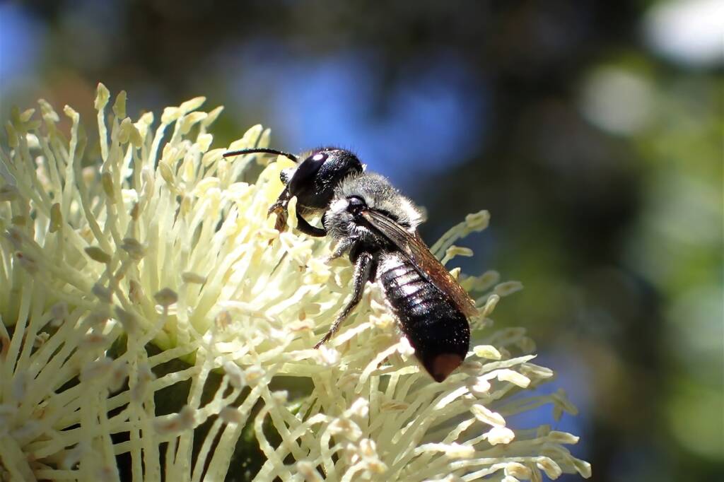 Megachile canifrons on a "Coastal Moort" Eucalyptus platypus © Gary Taylor