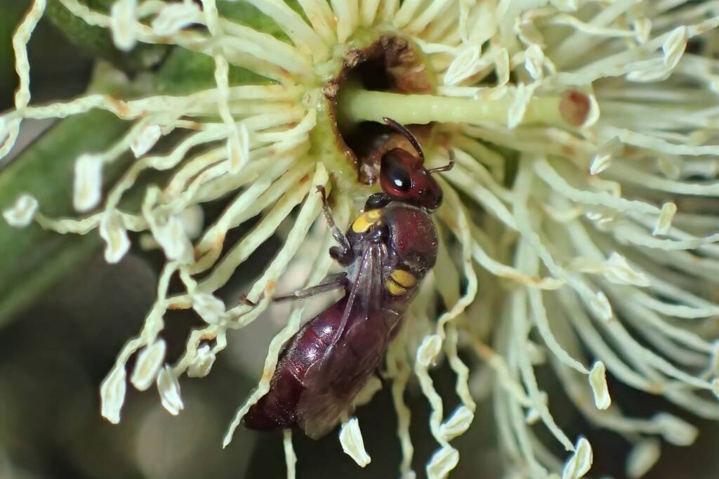 Meroglossa rubricata on a "Coastal Moort" Eucalyptus platypus © Gary Taylor