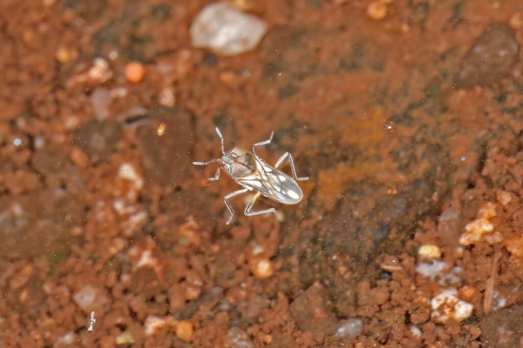 Midge - Life in the Gnammas, Girraween QL