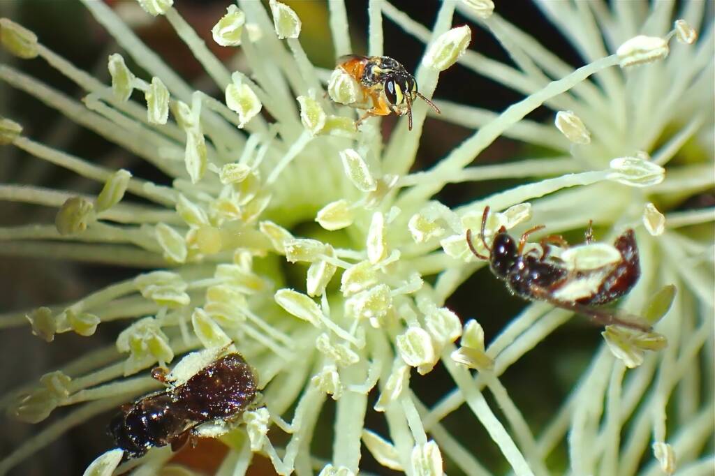 Prosopisteron sp and Exoneura sp on Eucalyptus platypus © Gary Taylor