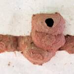 5th cell of the Orange-tailed Potter Wasp (Delta latreillei) mud nest - awaiting to be filled with prey, Alice Springs NT