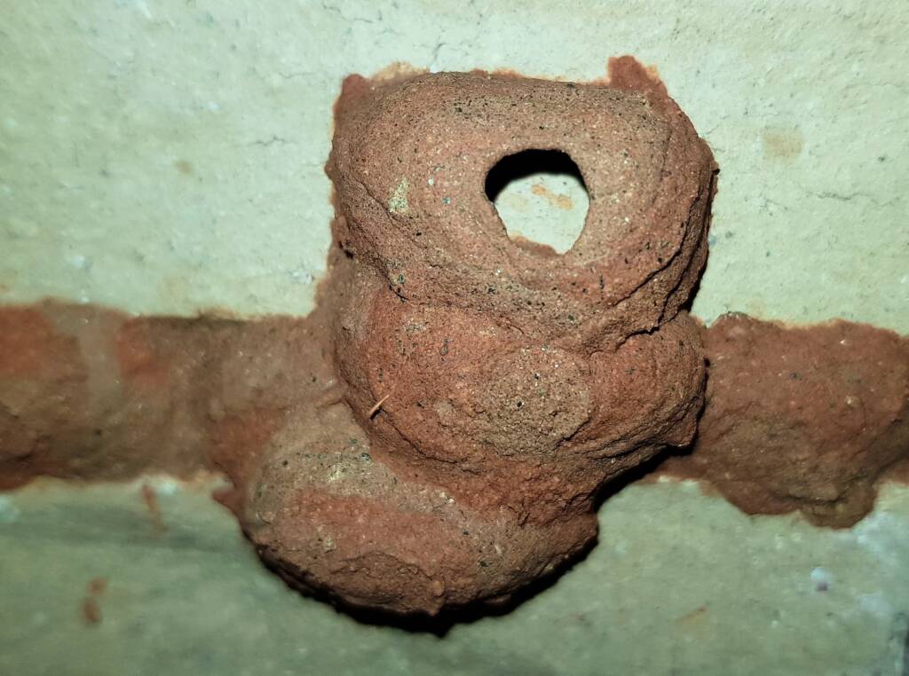 5th cell of the Orange-tailed Potter Wasp (Delta latreillei) mud nest - awaiting to be filled with prey, Alice Springs NT
