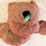 Caterpillar in 5th cell of the Orange-tailed Potter Wasp (Delta latreillei) mud nest, Alice Springs NT