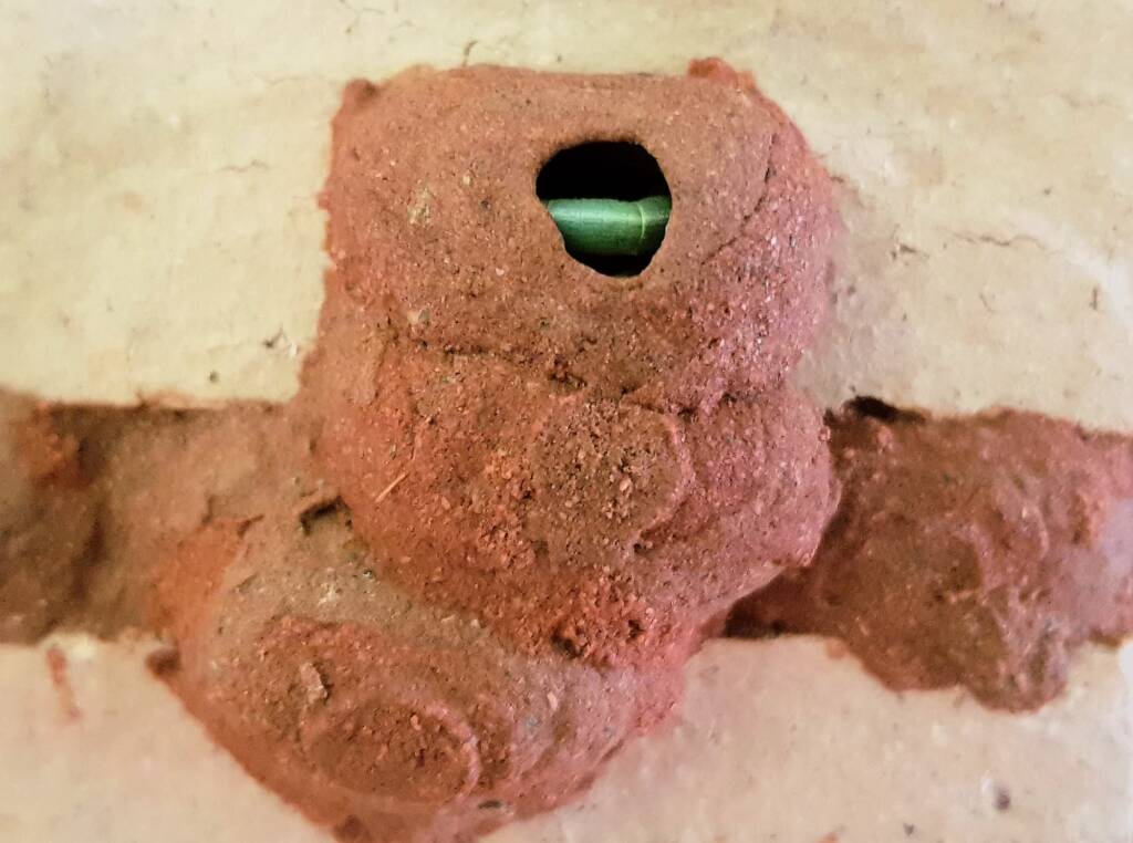 Caterpillar in 5th cell of the Orange-tailed Potter Wasp (Delta latreillei) mud nest, Alice Springs NT