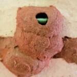 Caterpillar in 5th cell of the Orange-tailed Potter Wasp (Delta latreillei) mud nest, Alice Springs NT