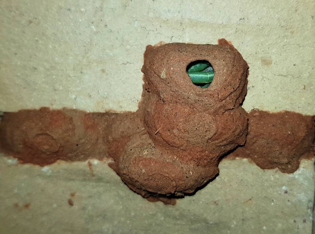 Caterpillars in 5th cell of the Orange-tailed Potter Wasp (Delta latreillei) mud nest, Alice Springs NT