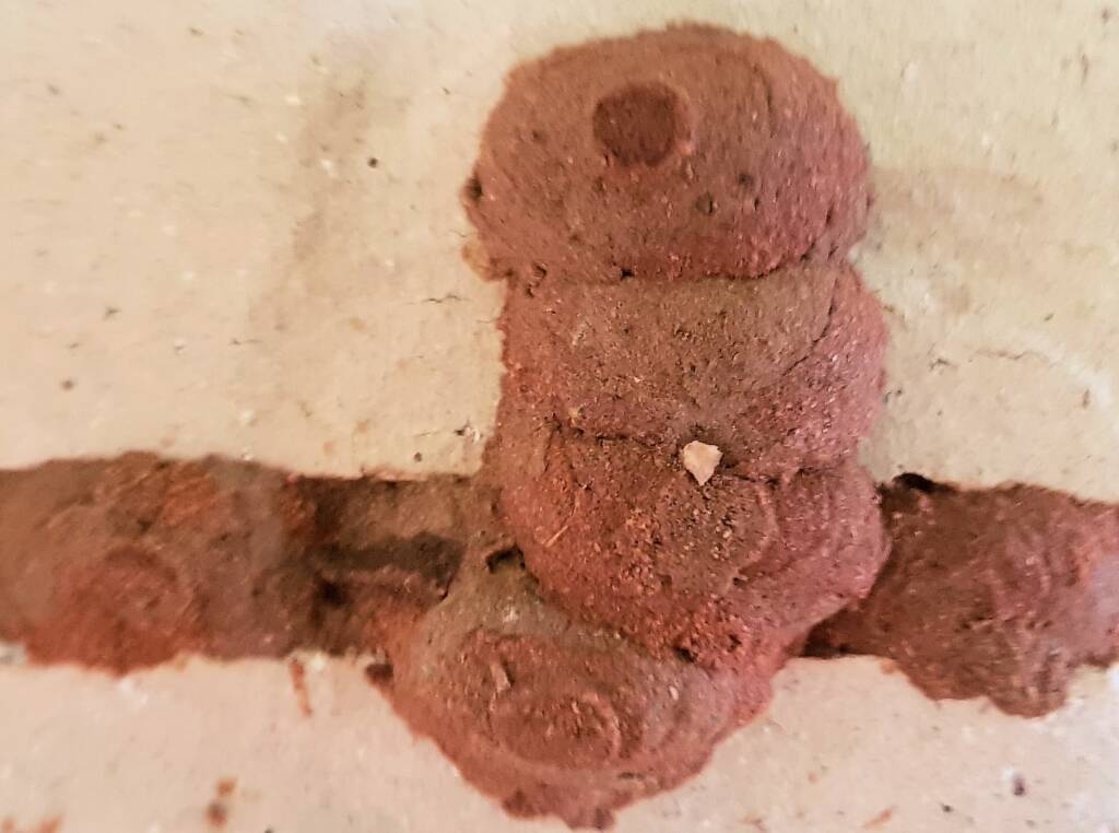 Just sealed 6th cell in mud nest of Orange-tailed Potter Wasp (Delta latreillei), Alice Springs NT