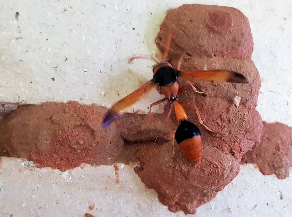 Orange-tailed Potter Wasp (Delta latreillei) starting to create the 7th cell in mud nest, Alice Springs NT