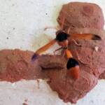 Orange-tailed Potter Wasp (Delta latreillei) starting to create the 7th cell in mud nest, Alice Springs NT