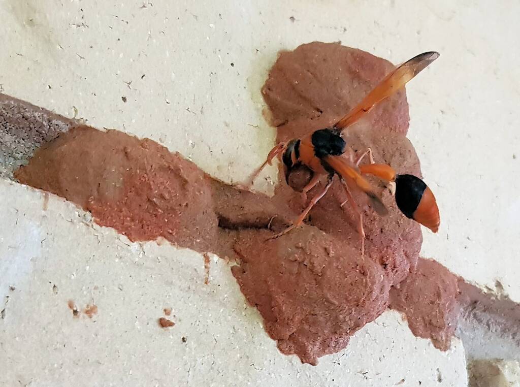 Orange-tailed Potter Wasp (Delta latreillei) starting to create the 7th cell in mud nest, Alice Springs NT