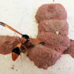 Orange-tailed Potter Wasp (Delta latreillei) starting to create the 7th cell in mud nest, Alice Springs NT