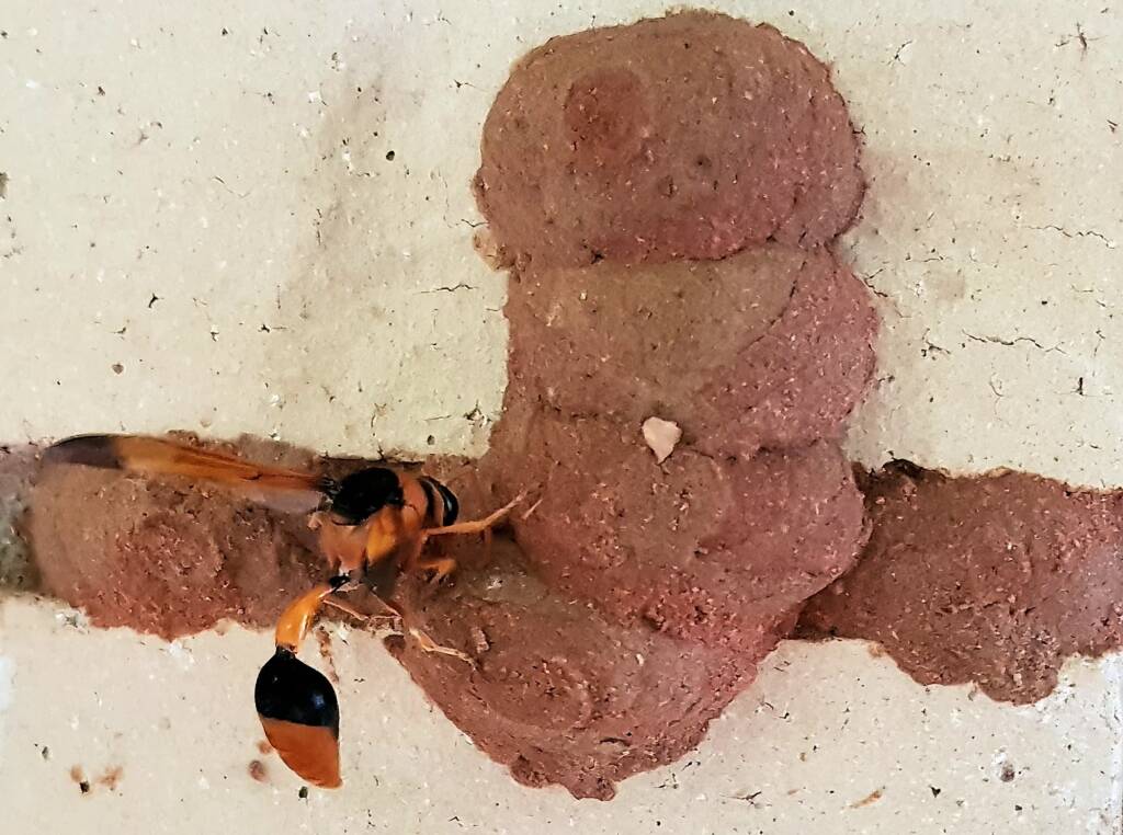 Orange-tailed Potter Wasp (Delta latreillei) starting to create the 7th cell in mud nest, Alice Springs NT