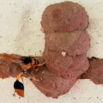 Orange-tailed Potter Wasp (Delta latreillei) starting to create the 7th cell in mud nest, Alice Springs NT