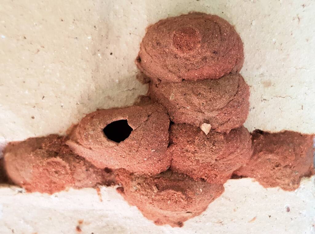 7th cell of mud nest - Orange-tailed Potter Wasp (Delta latreillei), Alice Springs NT