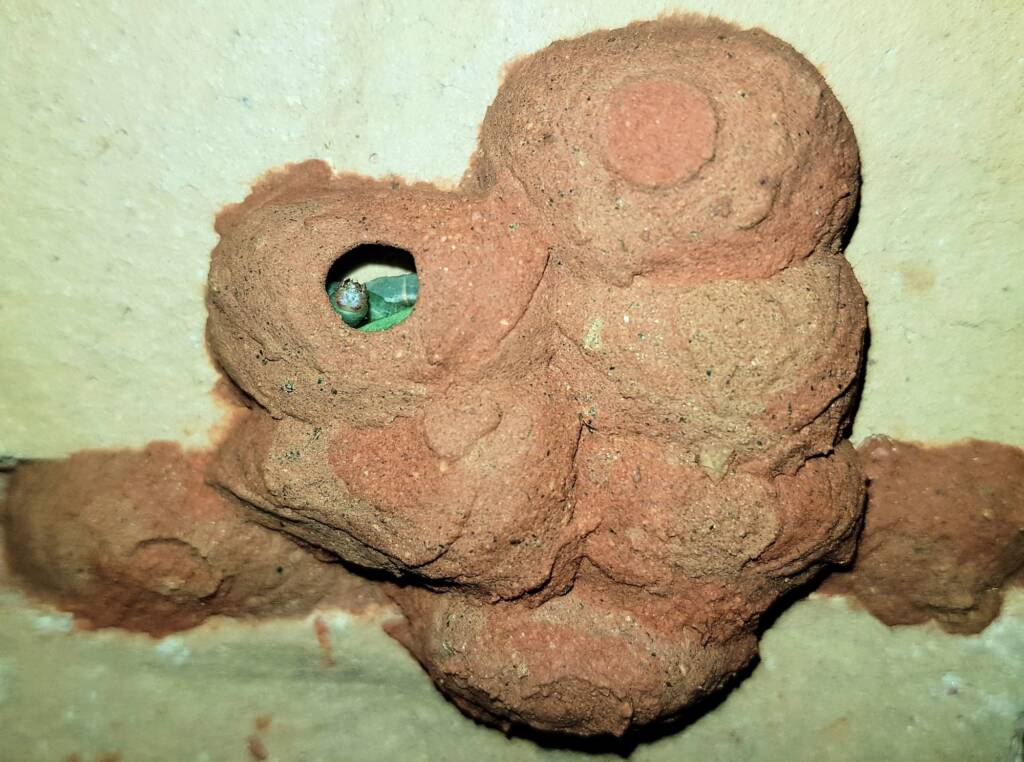 One of the mud nest cells of the Orange-tailed Potter Wasp (Delta latreillei) being filled with caterpillars, Alice Springs NT