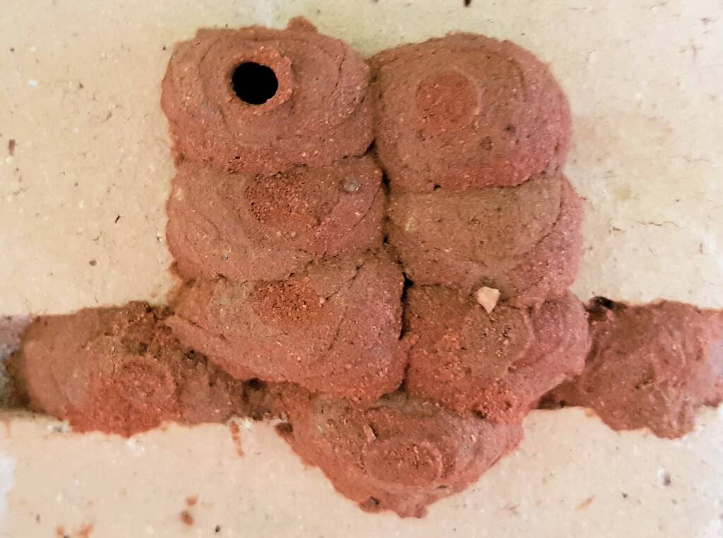 One of the mud nest cells of the Orange-tailed Potter Wasp (Delta latreillei) awaiting to be filled with caterpillars, Alice Springs NT