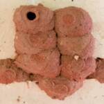 One of the mud nest cells of the Orange-tailed Potter Wasp (Delta latreillei) awaiting to be filled with caterpillars, Alice Springs NT