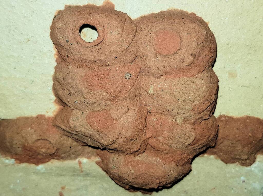 One of the mud nest cells of the Orange-tailed Potter Wasp (Delta latreillei) awaiting to be filled with caterpillars, Alice Springs NT