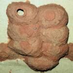 One of the mud nest cells of the Orange-tailed Potter Wasp (Delta latreillei) awaiting to be filled with caterpillars, Alice Springs NT