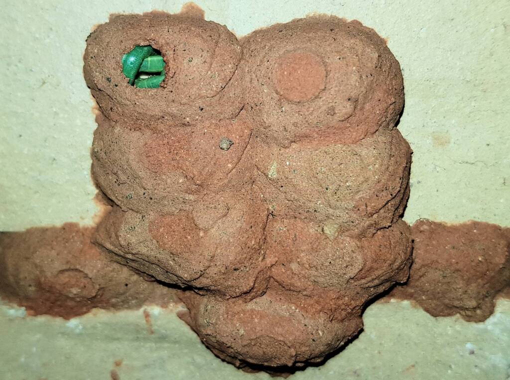 Caterpillars in one of the mud cell of the Orange-tailed Potter Wasp (Delta latreillei), Alice Springs NT