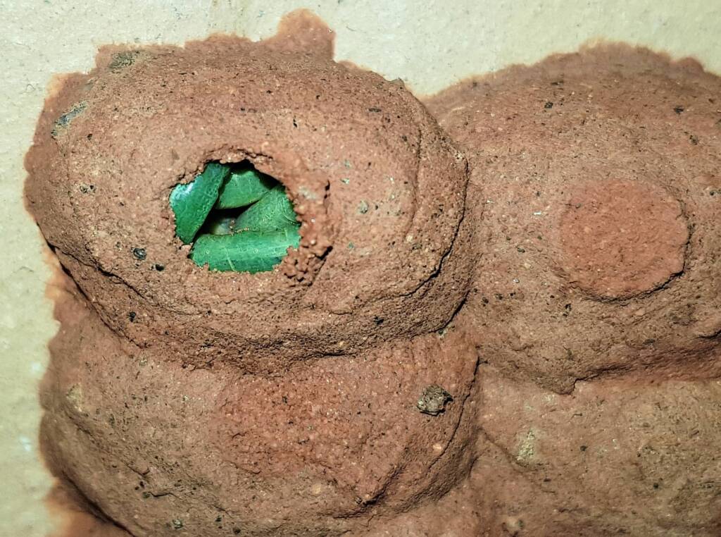 Caterpillars in mud cell of the Orange-tailed Potter Wasp (Delta latreillei), Alice Springs NT