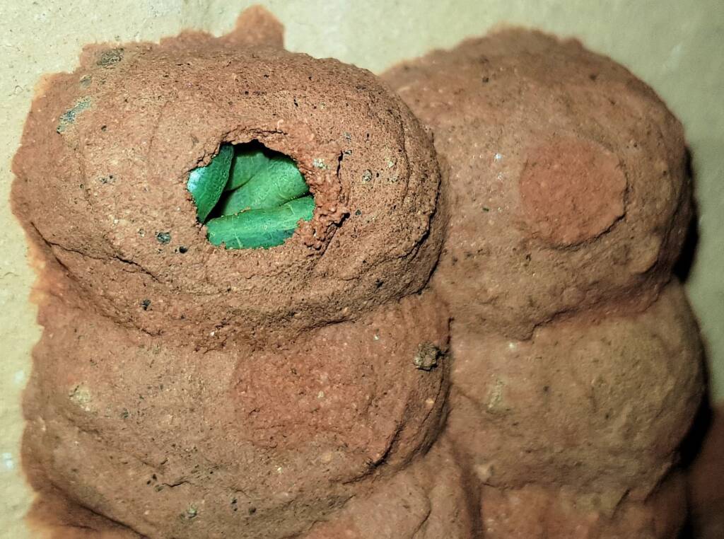Caterpillars in mud cell of the Orange-tailed Potter Wasp (Delta latreillei), Alice Springs NT
