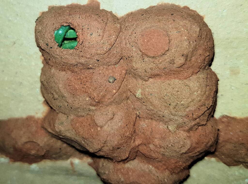 Caterpillars in mud cell of the Orange-tailed Potter Wasp (Delta latreillei), Alice Springs NT