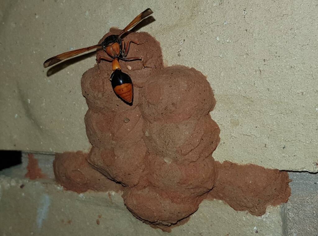 Orange-tailed Potter Wasp (Delta latreillei) filling cell with caterpillars in mud nest, Alice Springs NT
