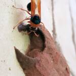 Orange-tailed Potter Wasp (Delta latreillei) building cell in mud nest, Alice Springs NT