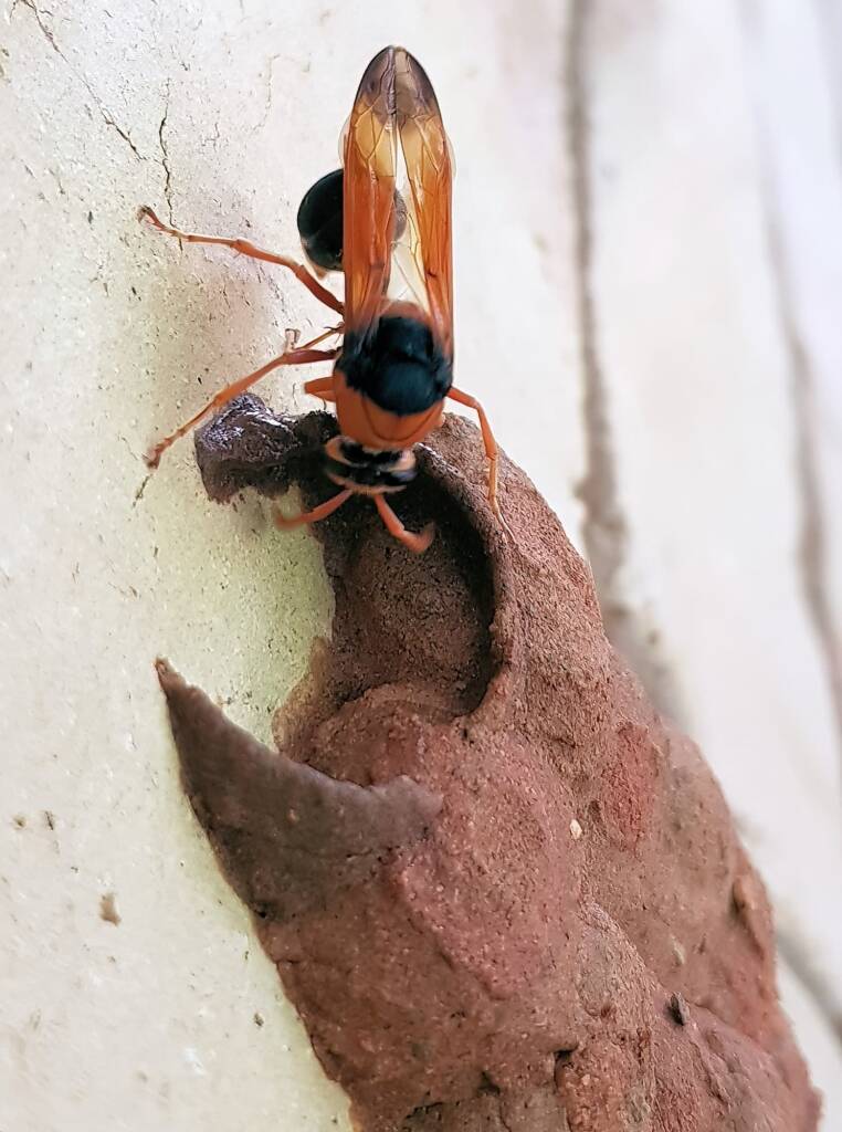 Orange-tailed Potter Wasp (Delta latreillei) building cell in mud nest, Alice Springs NT