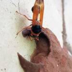 Orange-tailed Potter Wasp (Delta latreillei) building cell in mud nest, Alice Springs NT
