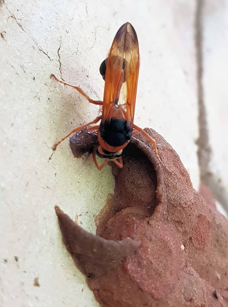 Orange-tailed Potter Wasp (Delta latreillei) building cell in mud nest, Alice Springs NT
