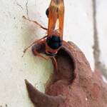Orange-tailed Potter Wasp (Delta latreillei) building cell in mud nest, Alice Springs NT