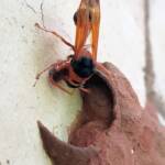 Orange-tailed Potter Wasp (Delta latreillei) building cell in mud nest, Alice Springs NT