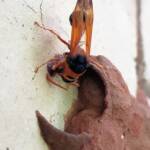 Orange-tailed Potter Wasp (Delta latreillei) building cell in mud nest, Alice Springs NT