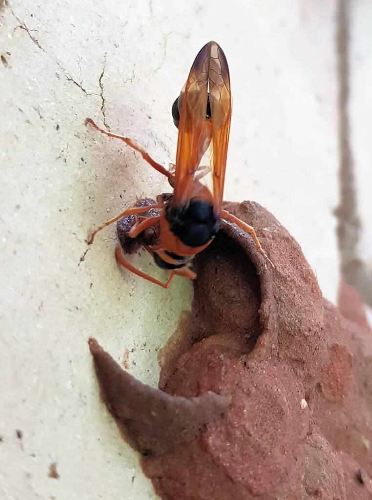 Orange-tailed Potter Wasp (Delta latreillei) building cell in mud nest, Alice Springs NT
