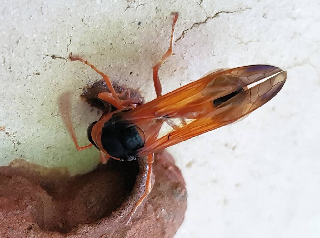 Orange-tailed Potter Wasp (Delta latreillei) building cell in mud nest, Alice Springs NT
