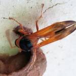 Orange-tailed Potter Wasp (Delta latreillei) building cell in mud nest, Alice Springs NT