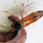 Orange-tailed Potter Wasp (Delta latreillei) building cell in mud nest, Alice Springs NT
