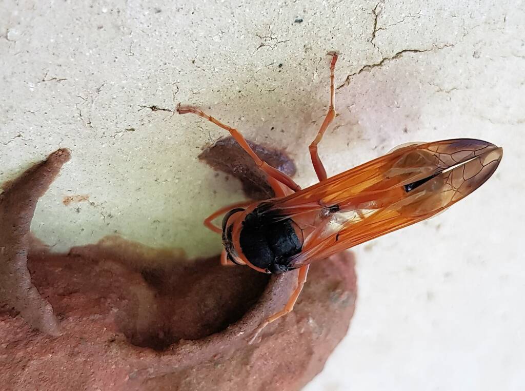 Orange-tailed Potter Wasp (Delta latreillei) building cell in mud nest, Alice Springs NT