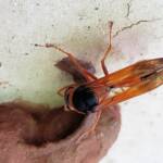 Orange-tailed Potter Wasp (Delta latreillei) building cell in mud nest, Alice Springs NT