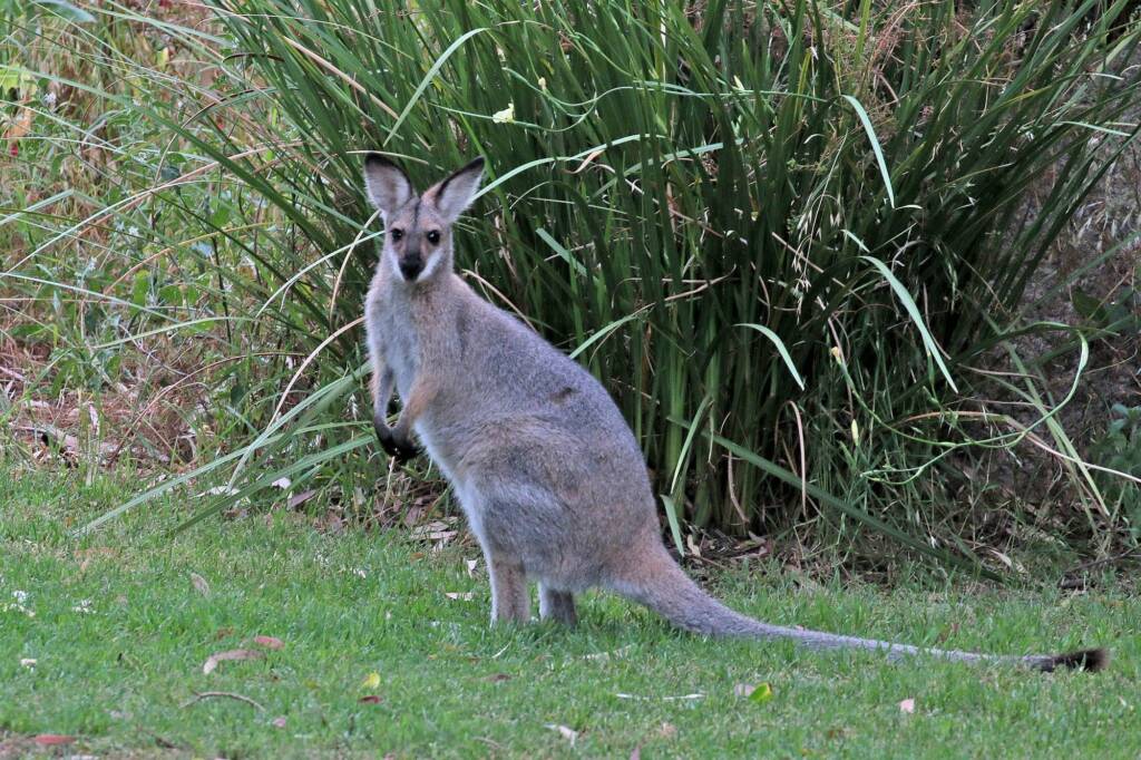Red-necked Wallaby (Notamacropus rufogriseus), Southern Downs QLD © Marc Newman
